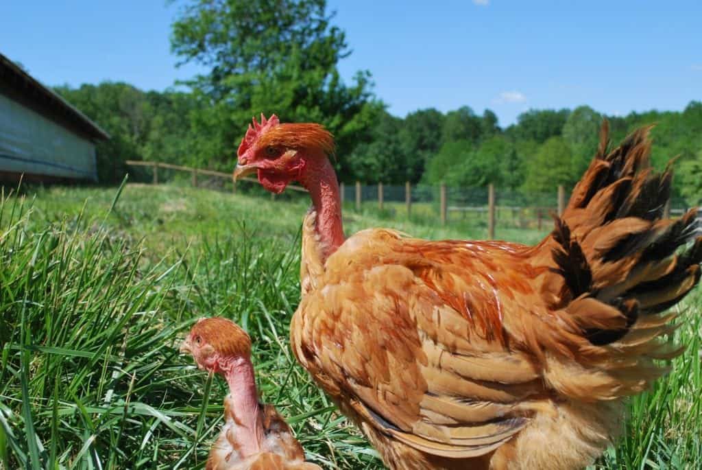 PouletRougeChickens3-1-1024x685-1