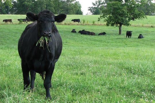 corp and social responsibility_website_alternating content_0001_sustainability-joyce farms