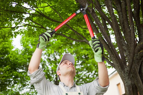 education_website_0000_grounds management-creating beautiful campuses-professional pruning a tree